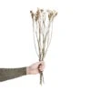 Trockenblumen Statice Länge 60cm FLOWER MARKET In Weiß 1 Trockenblumen Statice Länge 60cm FLOWER MARKET In Weiß -Butlers butlers trockenblumen statice lange 60cm flower market in weiss